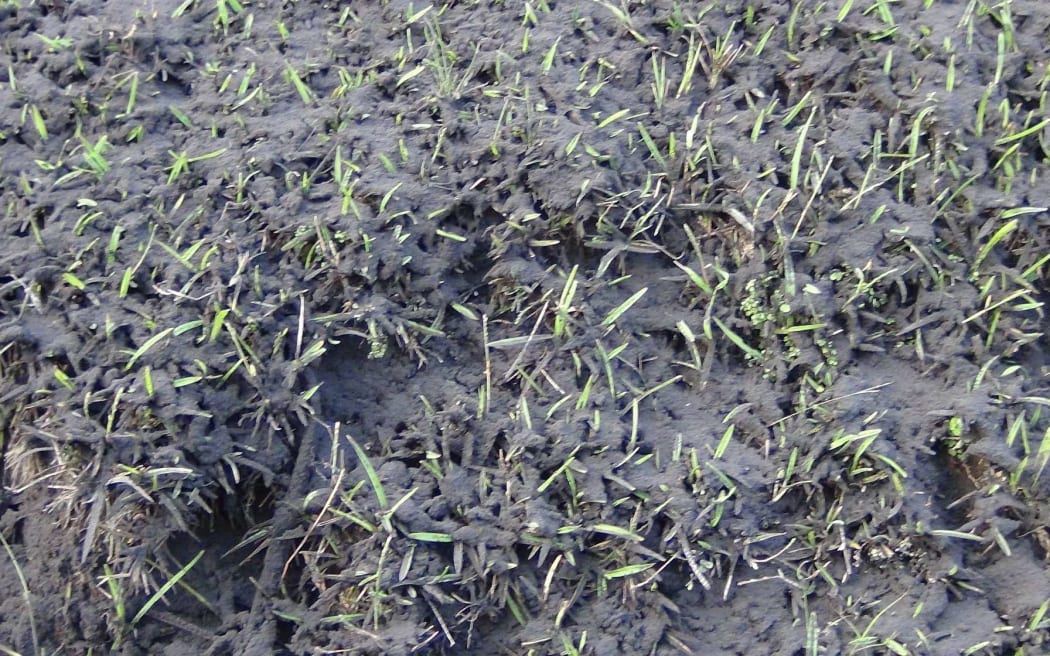 Ash from the eruption of the volcano on the Vanuatu island of Ambae has smothered crops. In some areas it's as thick as 30cm.