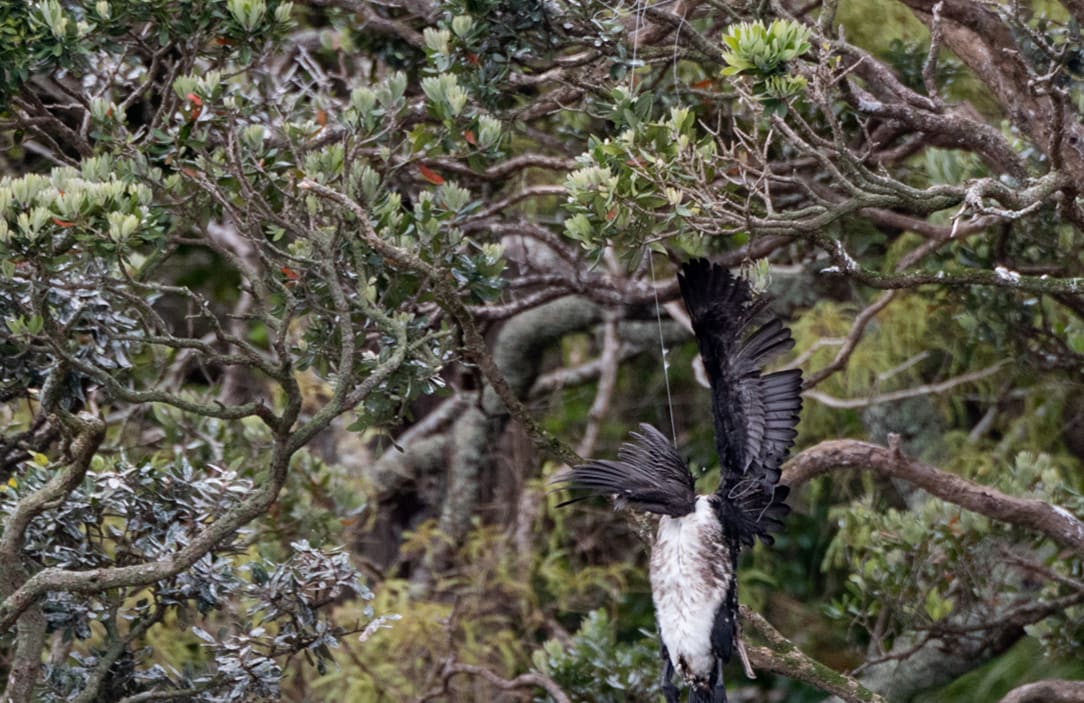 A shag in fishing line, caught in a tree.
