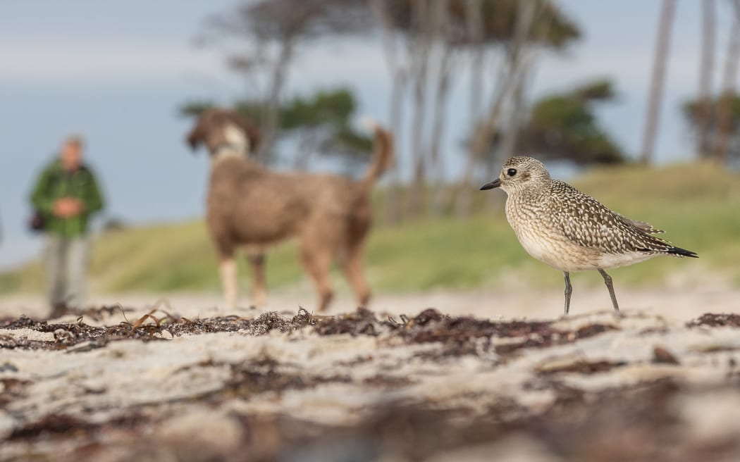 A Grey Plover on the beach by the Baltic Sea.
