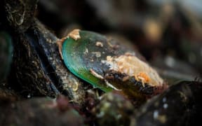 Green-lipped mussels.