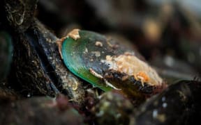 Green-lipped mussels.