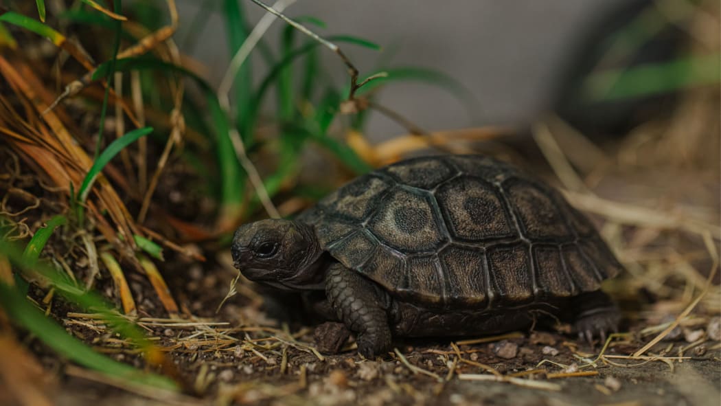 A baby Galapagos tortoise at Auckland Zoo