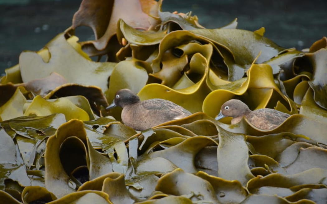 Auckland Island teal and kelp Photo credit Jane Gosden