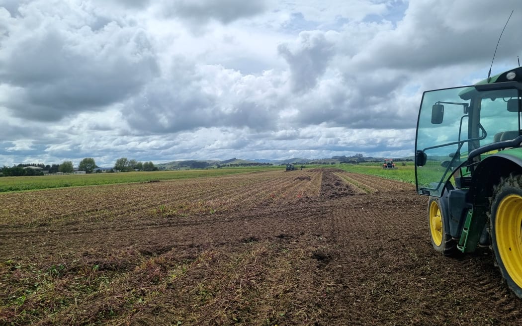 Kaipara paddock with some harvested, some rotten kumara following Cyclone Gabrielle.
