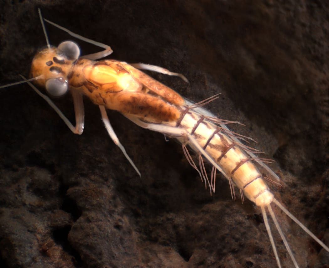 Aupouriella pohei