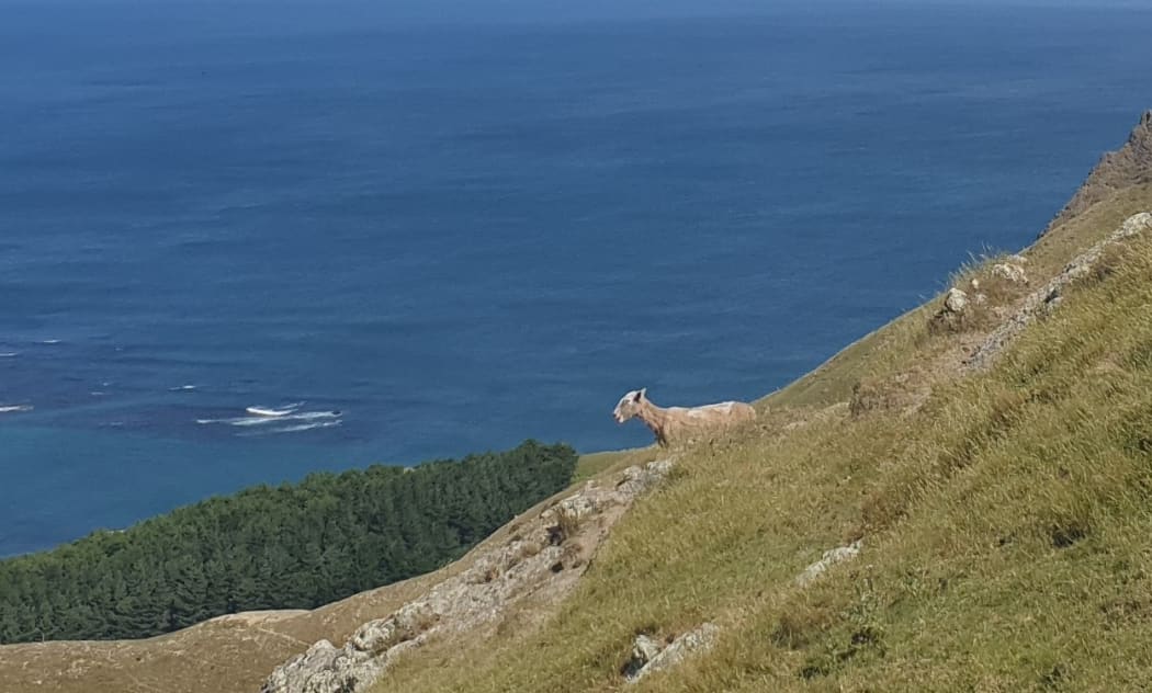 A sheep takes in the view from a hilltop on the Wairarapa coast