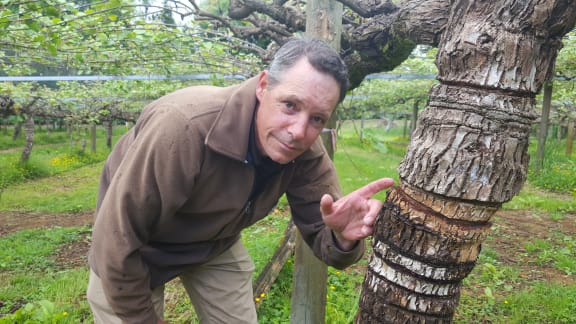Girdling a vine helps limit crop loss caused by PSA