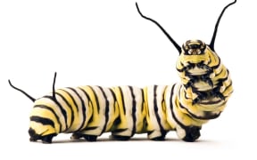 Monarch caterpillar
