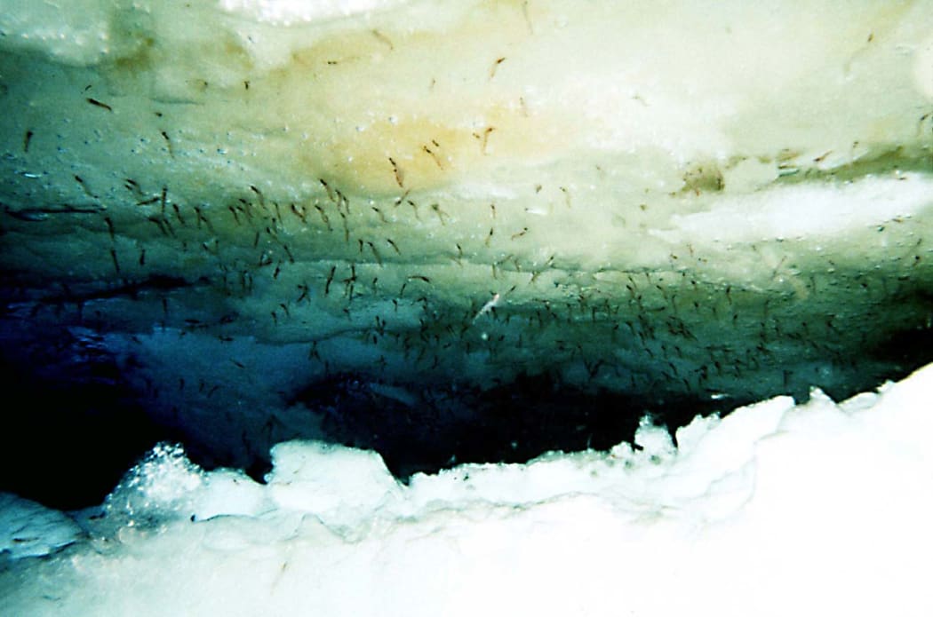 Antarctic krill scraping ice algae growing on the underside of sea ice.