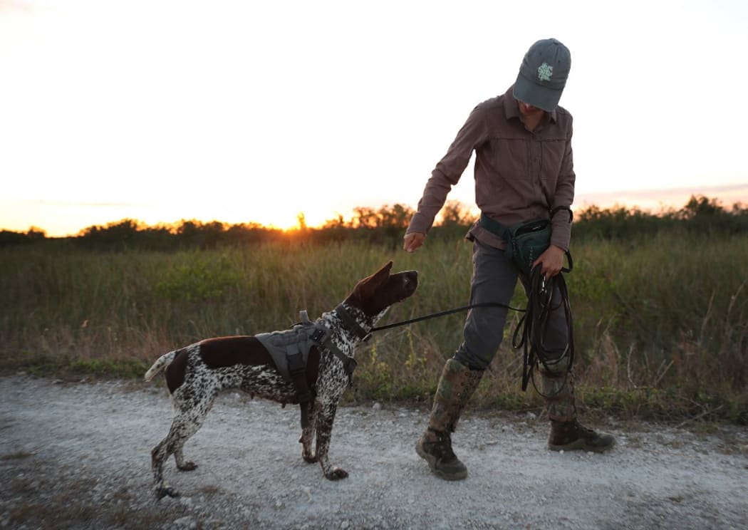 FORT LAUDERDALE, FLORIDA - MARCH 23: Paula Ziadi works with Truman, a black labrador retriever, as they hunt for Burmese python along a levee in the Florida Everglades