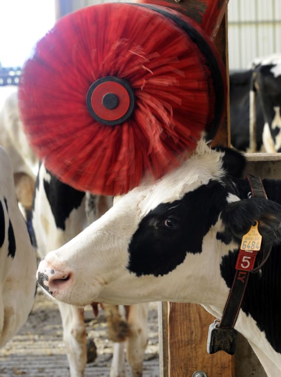 Robotics can even boost animal welfare -  an automatic head scratcher for dairy cows.