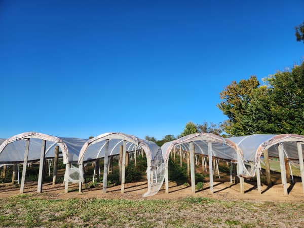 Bob designed the tunnel houses himself and has modified them over the years