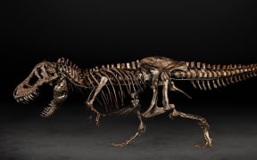 Peter the T rex, to be displayed in Auckland from 15 April.