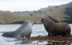 The Hooker's sea lion disappeared from the mainland due to being hunted in the 19th century, but it is now making a comeback in South and Otago.