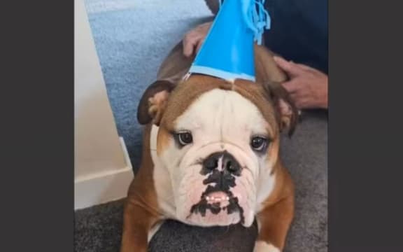 A Facebook video about Rocky the dog confirmed to landlords that their tenants owned a dog.