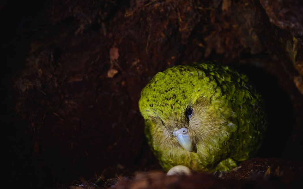 Kākāpo