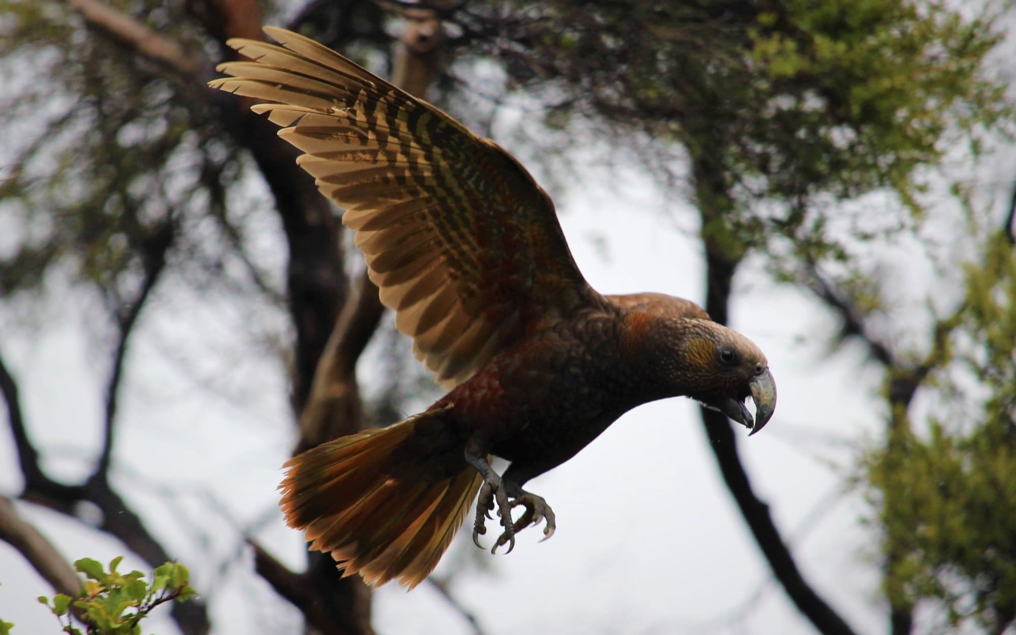 Kaka in flight, Waiheke Island.