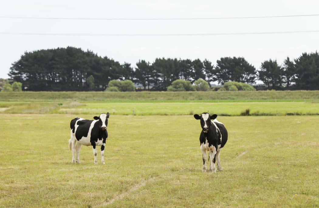 Dry land and cows, parched land in central North Island.