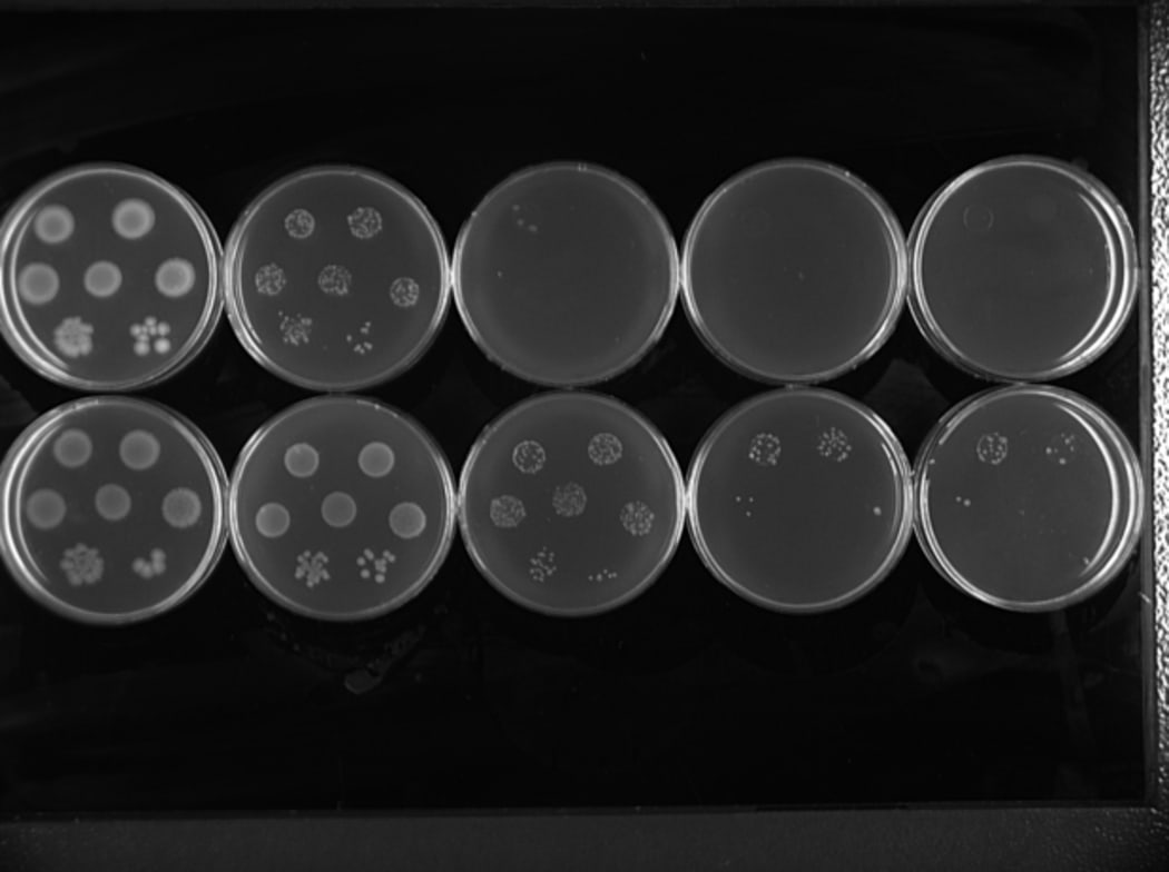 Antibiotic resistance