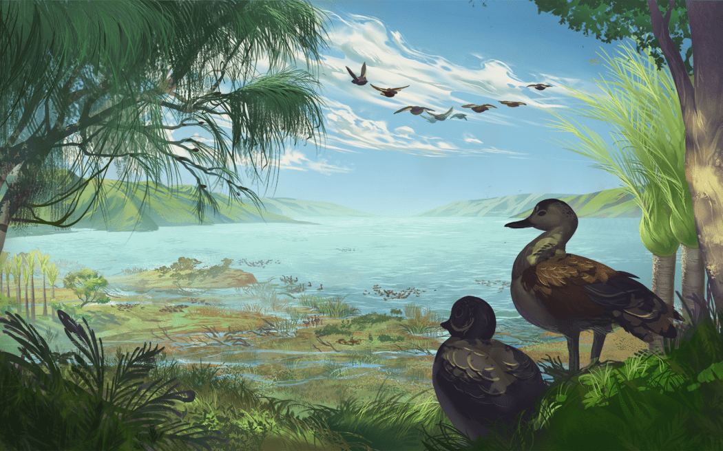 An artist’s impression of Catriona’s shelduck, a new species of large duck (Aves: Anatidae) from the Miocene of New Zealand