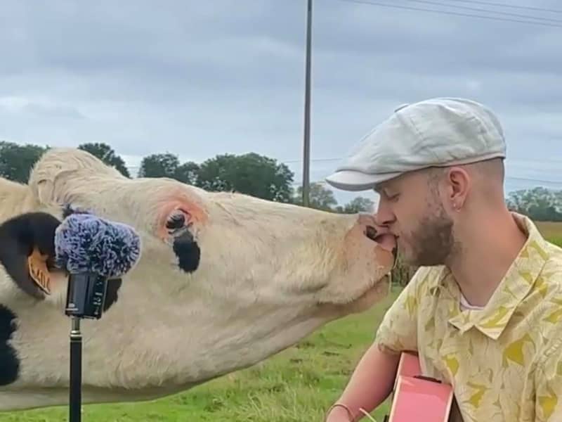 A cow nuzzles its face against Plumes's face.