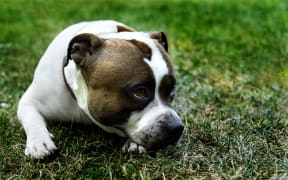 A sad staffordshire bull terrier lies on the grass.