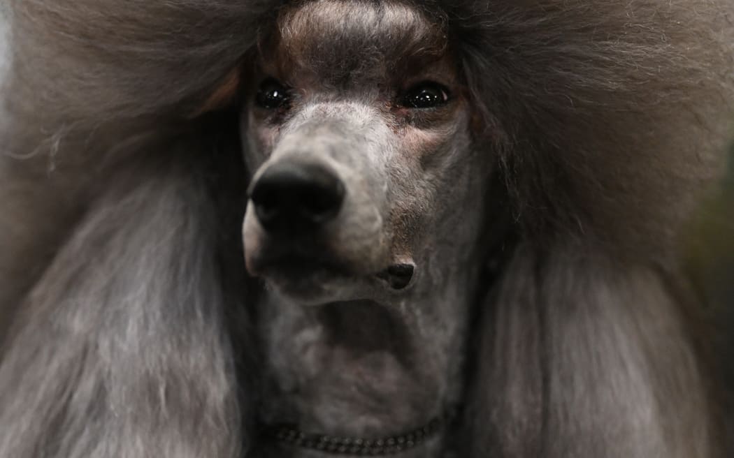 A Standard Poodle is groomed ahead of an appearance in the Toy and Utility class on the first day of the Crufts dog show at the National Exhibition Centre in Birmingham, central England, on March 7, 2024. (Photo by Oli SCARFF / AFP)