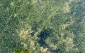 Brown algae grows among the ruppia beds in Marlborough's Wairau Lagoon.