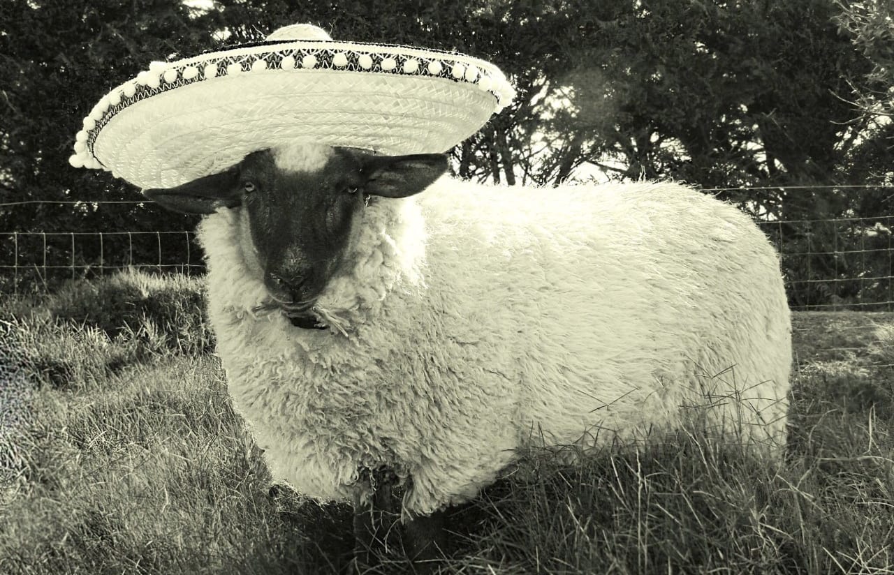 Coco the Sheep