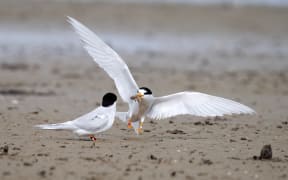 A tara iti, or fairy tern, returns to shore with its catch.