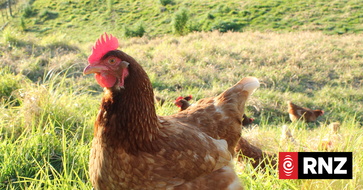 The benefit of chooks for your garden | RNZ