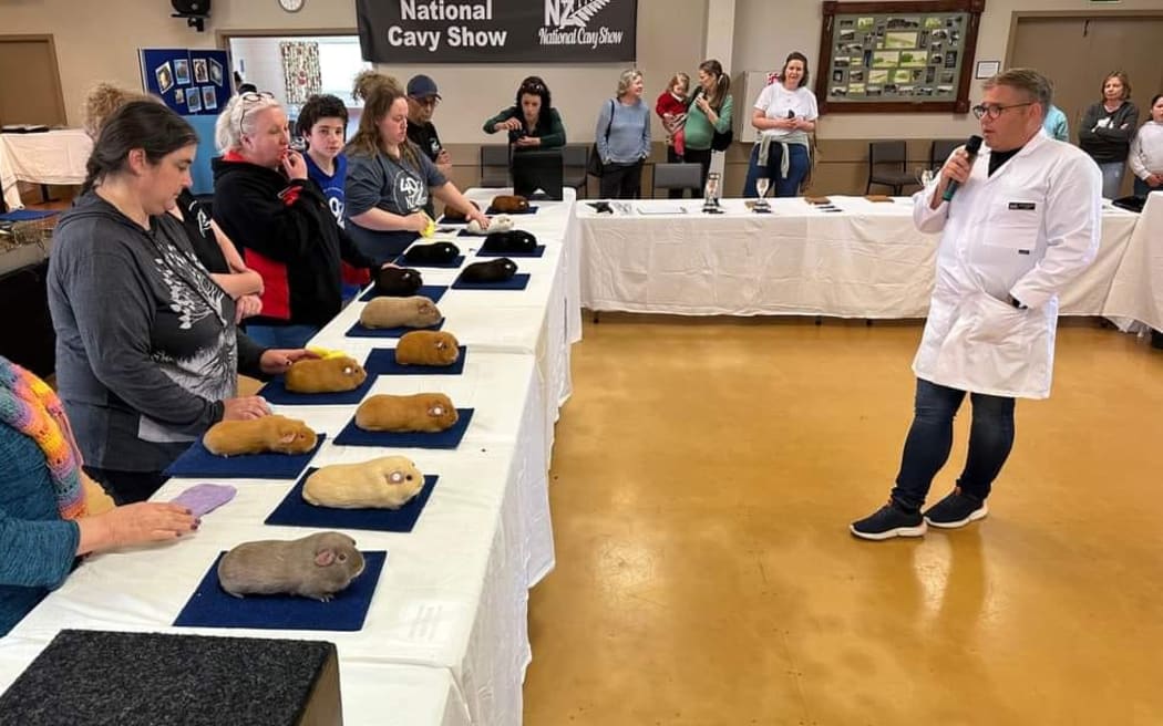 A judging table with a dozen well-behaved guinea pigs sitting on blue mats. Their owners stand behind them. A judge talks animatedly in front of them.