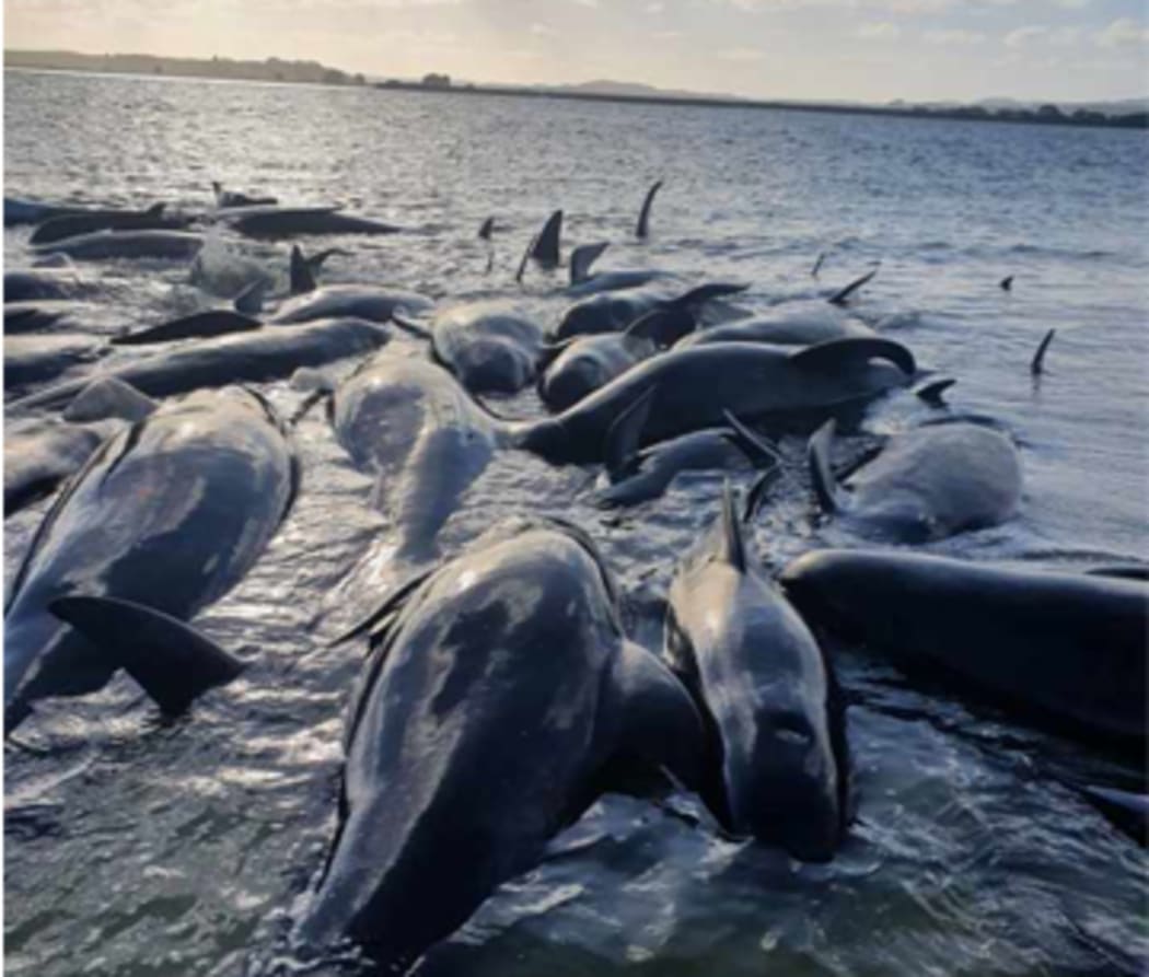 Pilot whales at Parengarenga Harbour on Saturday 18 December 2021.