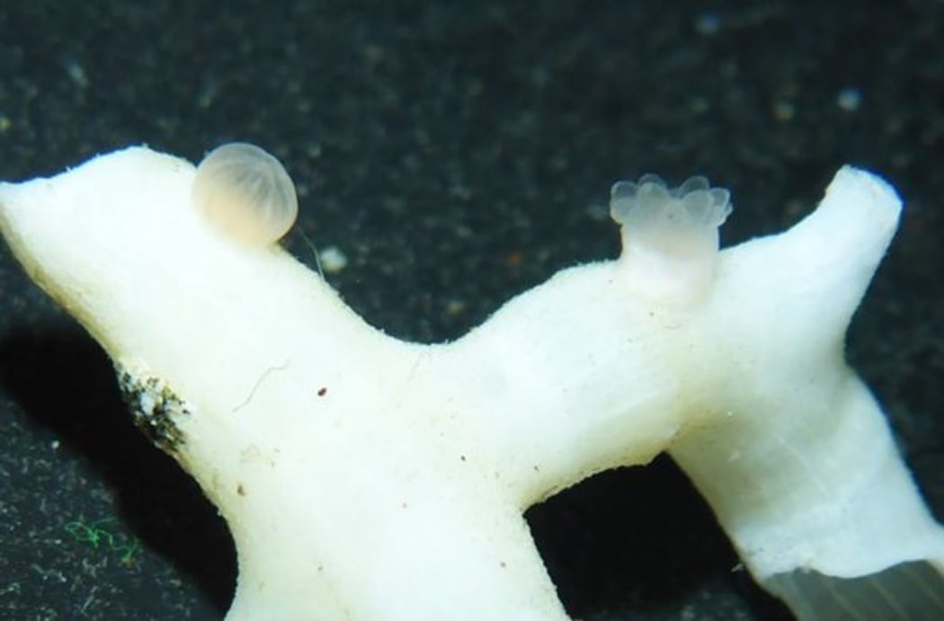 A deep-sea coral larvae newly settled onto an old coral fragment (top left). Top right shows a larvae about 6 weeks after settlement showing feeding tentacles and a developing calcium carbonate base.