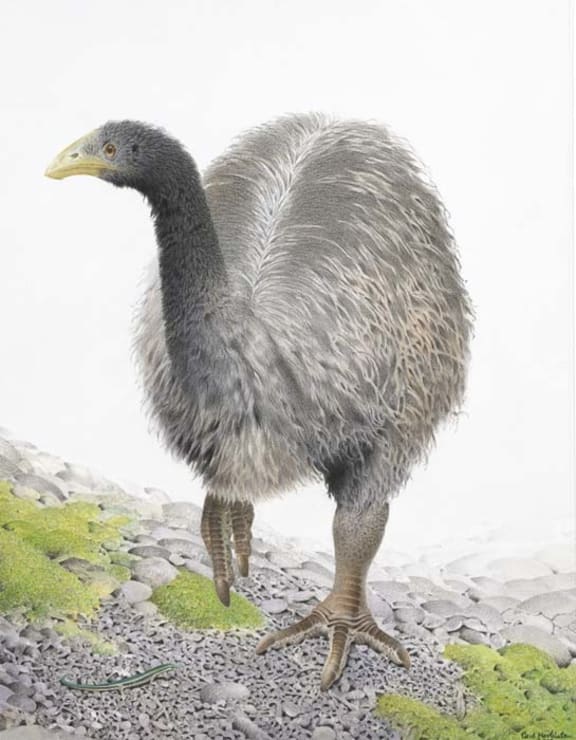 Heavy-footed moa. Image from 'Extinct Birds of New Zealand' by Alan Tennyson and Paul Martinson.