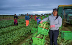 Workers harvesting Asian greens.