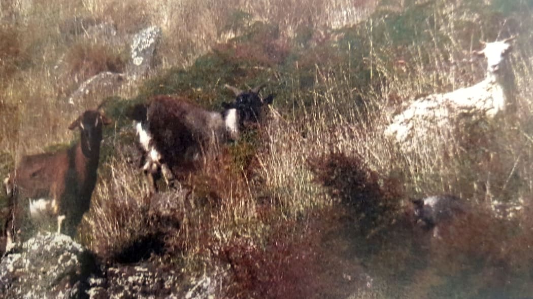 Feral goats have been a problem for this area for decades.