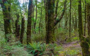 Rainforest on the west coast of South Island in New Zealand