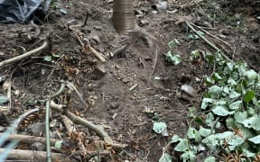A damaged kauri surrounded by slashed and uprooted kawakawa at Mary Barrett Glade.