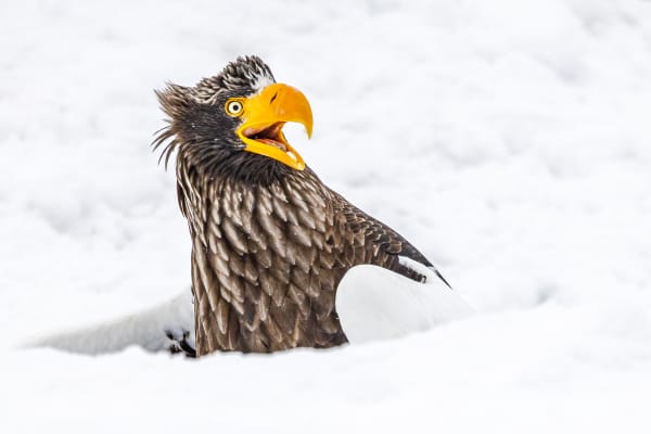 A white-tailed sea eagle saying "go away".