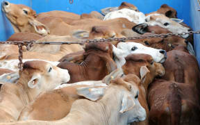 Australian cattle in a back of a truck in Jakarta, Indonesia on 8 June, 2011. Australia on 8 June, 2011 suspended all live cattle exports to Indonesia for up to six months after a public outcry following shocking images of mistreatment in slaughterhouses.