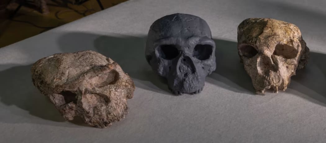 A new reconstruction (centre) of the crushed Yunxian 2 skull (right) found in China is seen with another squashed skull (left) uncovered at the same site. (Guanghui Zhao)