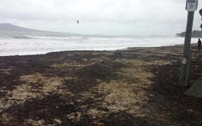 Seaweed washed up on Takapuna Beach.