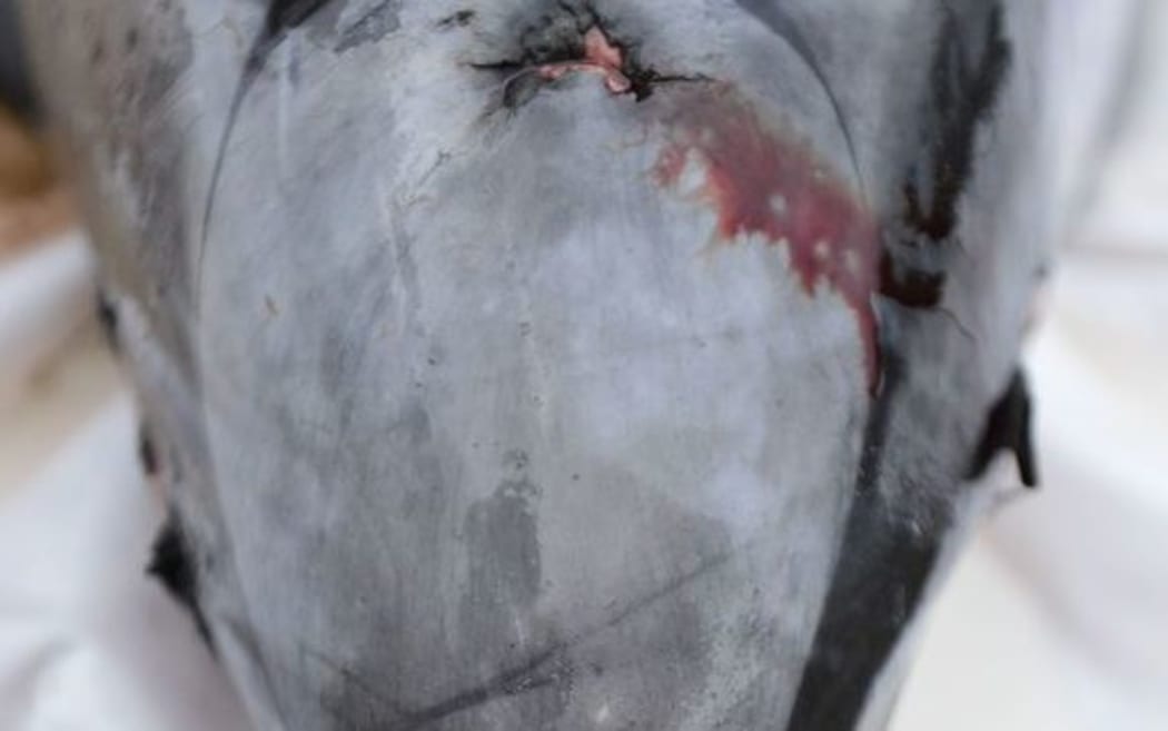 Dolphin killed after being captured in fishing net in previous incident.