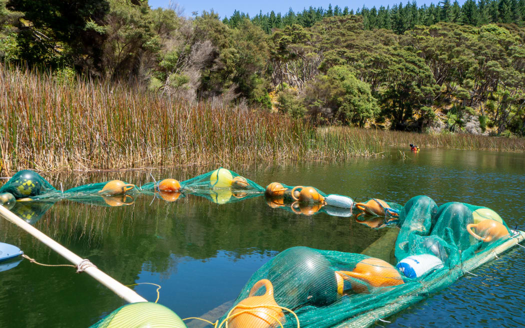 A square net enclosure floated with buoys on the edge of a lake, next to tall raupō reeds with bush behind and pines further in the distance.