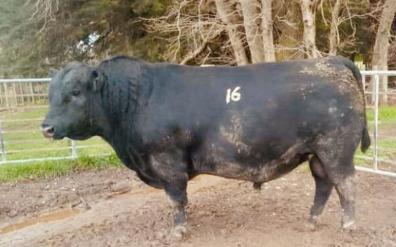 Tangihau U418 sold for $161,000 to Oregon Angus in Masterton with owner Keith Higgins totally thrilled with the prized Angus bull.