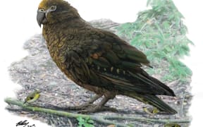 econstruction of the giant parrot Heracles, dwarfing a bevy of 8cm high Kuiornis – small New Zealand wrens scuttling about on the forest floor.