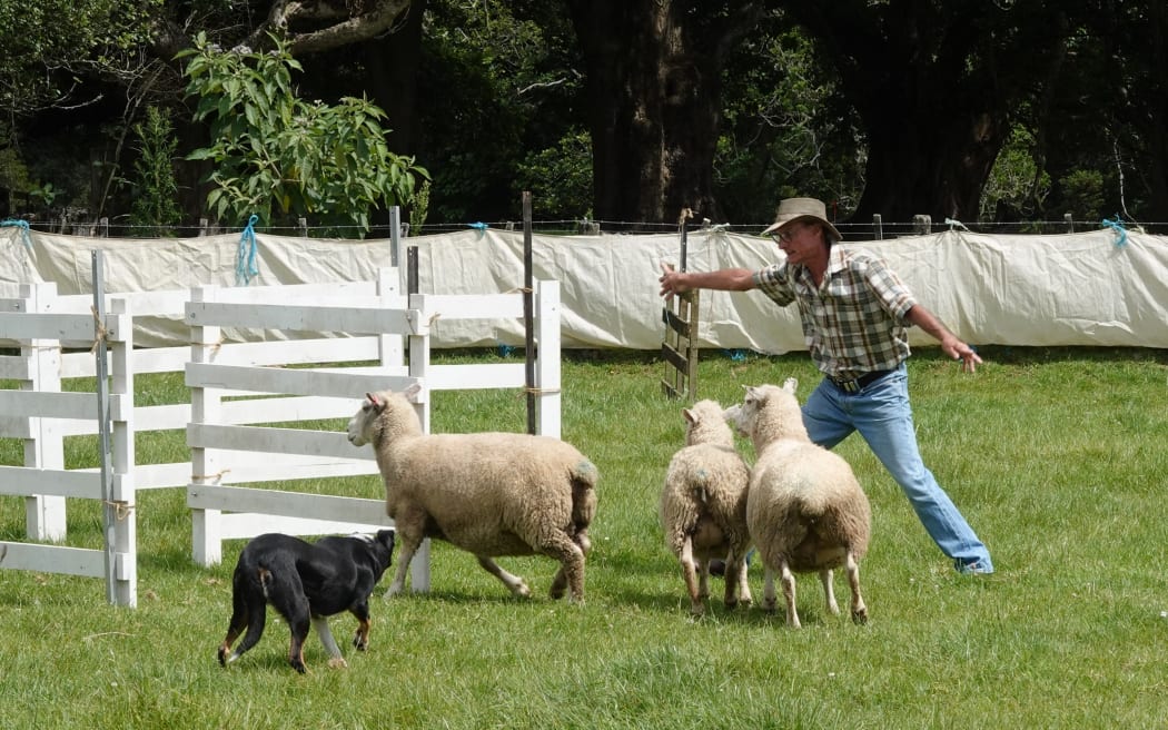 Grant Smith and Meg, from Maungatapere, coax a reluctant trio through a gate during the dog trials.