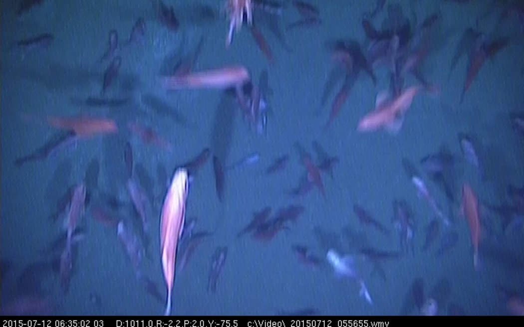 A still from the video shows orange roughy swimming up to one kilometre below the surface off the South Island.