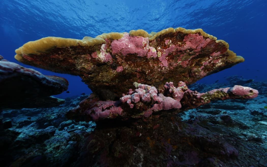 Pasilio said coral bleaching is very common in Tokelau.